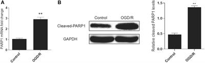 Sp1 Targeted PARP1 Inhibition Protects Cardiomyocytes From Myocardial Ischemia–Reperfusion Injury via Downregulation of Autophagy